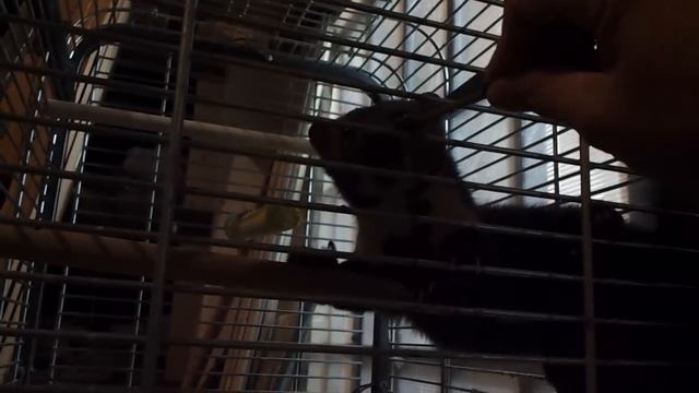 куница хотела сожрать голубей а теперь..... смотреть онлайн