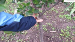 ЧЕРНОПЛОДНАЯ  РЯБИНА (арония) НА  ШТАМБЕ - идеальное решение для небольшого сада.