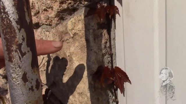 ВИНОГРАД ДЕВИЧИЙ И ВИНОГРАД ТРИОСТРЁННЫЙ. ОБРАТИТЕ ВНИМАНИЕ НА ОТЛИЧИЕ ВЕСНОЙ И ЛЕТОМ. смотреть онлайн