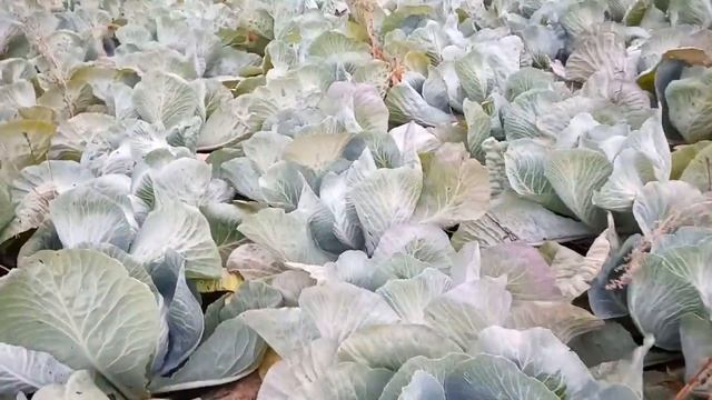 Капуста при засушливом годе смотреть онлайн