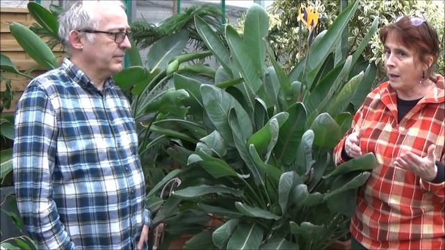 Jardinage: Entretien et arrosage: Strelitzia reginae: Plante d'intérieur смотреть онлайн