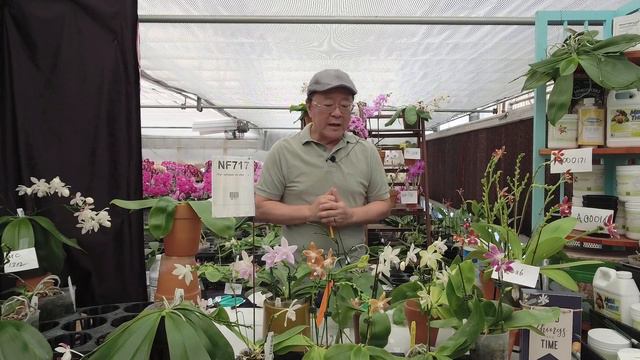 Episode 60 - Phal tetraspis & speciosa смотреть онлайн