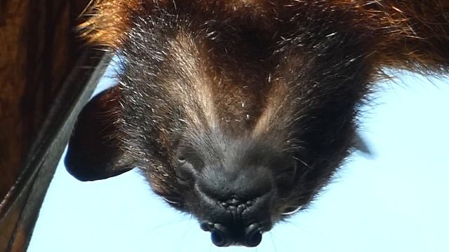 Superzoom Panasonic LUMIX DC-FZ 82 – Индийская летучая лисица смотреть онлайн