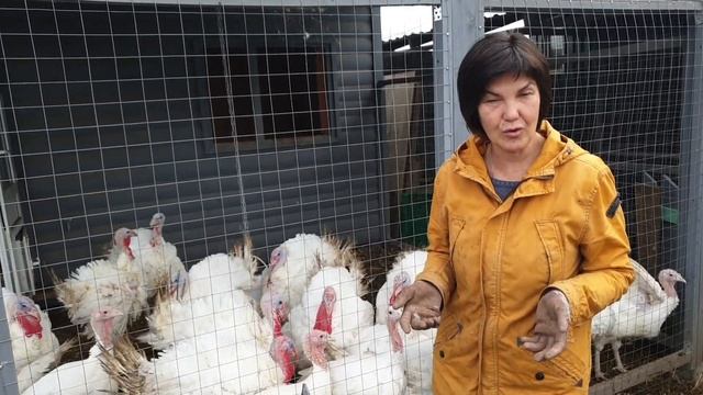 Какая утка самая выгодная? Сравниваем породы. Рассказ о выращивании утки в личном хозяйстве. смотреть онлайн