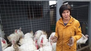 Какая утка самая выгодная? Сравниваем породы. Рассказ о выращивании утки в личном хозяйстве.