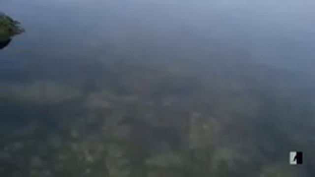 зарыбление карпом. выпускаю карпят с рыбалок смотреть онлайн