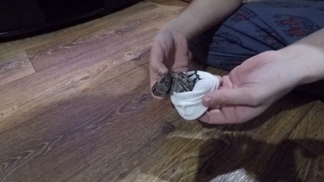 Распаковка! Boa constrictor imperator Honduras (2016 самка) смотреть онлайн