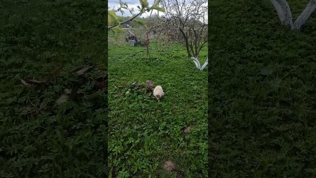 Черешня зацветает 03 05 2023 г смотреть онлайн