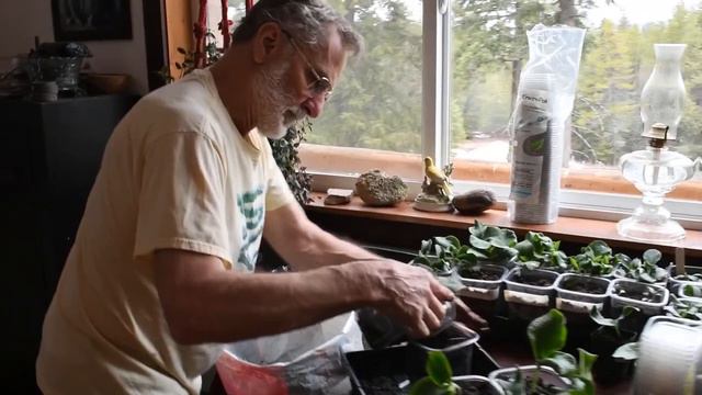 Transplanting Plant Starts смотреть онлайн