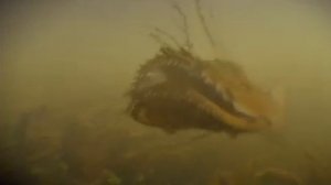 Дикий Мир Будущего часть2