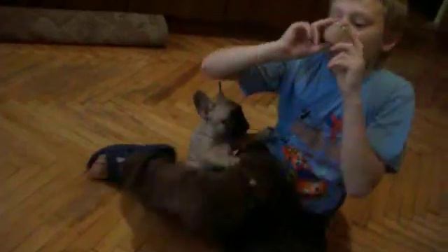 Кася, 1,5 месяца. Слушает свисток смотреть онлайн
