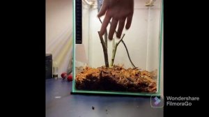 Как сделать террариум для палочника