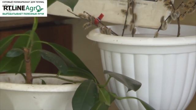 Как сеять перец на рассаду. Посев семян перца сладкого. смотреть онлайн