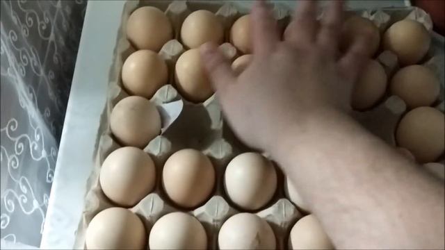 Инкубационные яйца из Генофонда, доставка смотреть онлайн