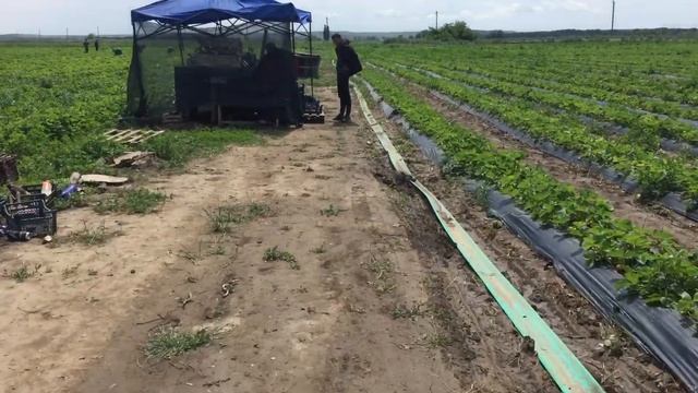 Сбор клубник сорт Джоли смотреть онлайн