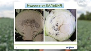 Правильная защита капусты белокочанной от болезней.