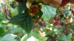 Херитейдж рем малина в сентябре.