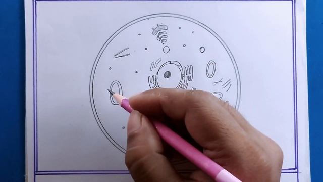 how to draw animal cell/animal cell drawing/how to draw animal cell class 9 смотреть онлайн