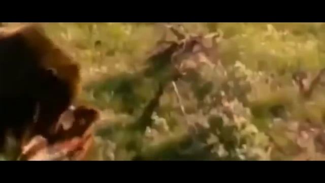 ? Встреча с медведем подранком !Случай в тайге! смотреть онлайн