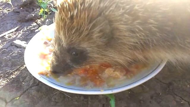 Еж кушает (почти ручной покемон :) ежик) смотреть онлайн