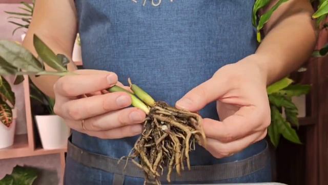 Если это знать, замиокулькас станет пышным кустом. Укоренить долларовое дерево проще простого смотреть онлайн