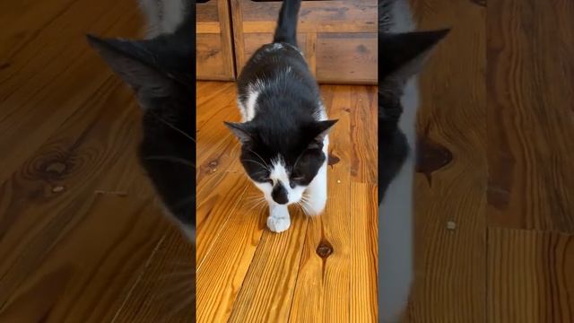 Да я котик — Малыш А ну-ка Давай-ка #shorts смотреть онлайн