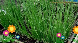 Лук батун Апрельский. Краткий обзор, описание характеристик, где купить саженцы Aprelskii