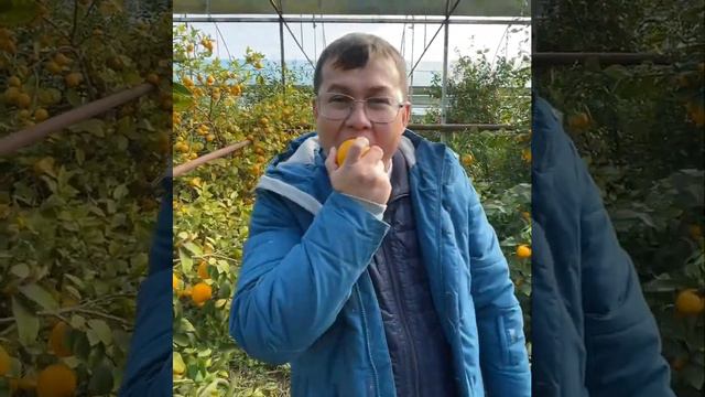 Сарыағаш Бағыс ауылы Манат ағаның жылыжайында