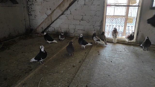 Бирмингемские роллеры/Голуби/Birmingham roller pigeon. смотреть онлайн