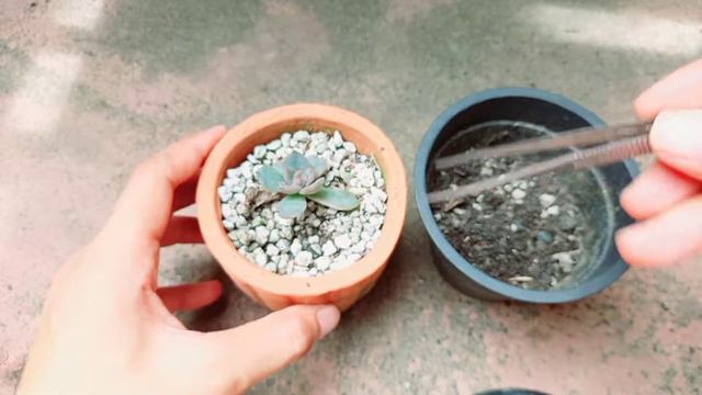 ECHEVERIA ORION