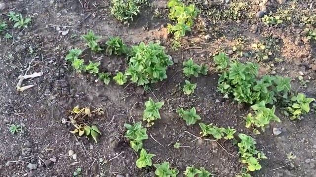 Жизнь в деревне. Конец мая. Домашний хлеб || Сушим лук || Подвязка малины || Клубника, земляника