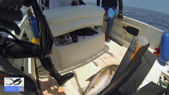 Подводная Охота в Панаме. Взял Первый Трофей на 10 кг смотреть онлайн