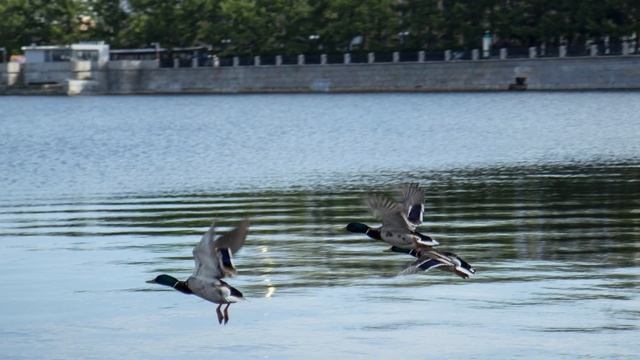 Май 2022 года. Прогулка по набережной Екатеринбурга. смотреть онлайн