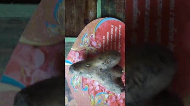 14 февраля День Влюбленных😍😍ВЛЮБЛЕННАЯ КАРТОШКА😍😍❤❤ смотреть онлайн