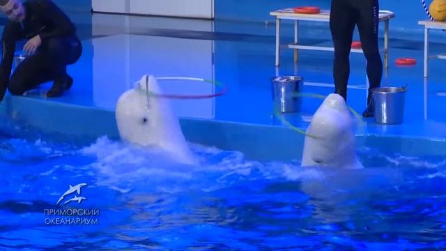 Performance Of Marine Mammals // Представление морских млекопитающих