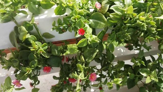 Мой балкон в июне. Бугенвилия и пеларгония в цвету! 🌺 смотреть онлайн