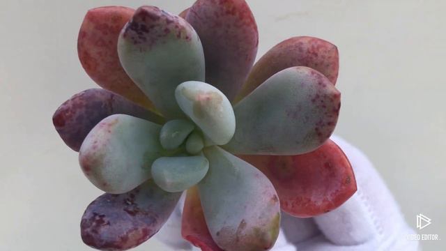 Echeveria cv Laulindsayana Monroe смотреть онлайн
