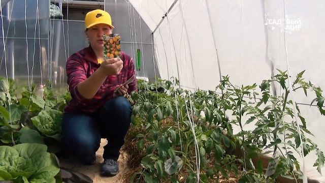 КАК СДЕЛАТЬ ТЕПЛУЮ ГРЯДКУ. Грядка термос для томатов смотреть онлайн