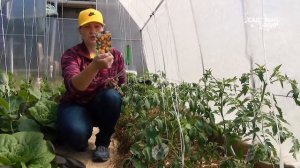 КАК СДЕЛАТЬ ТЕПЛУЮ ГРЯДКУ. Грядка термос для томатов