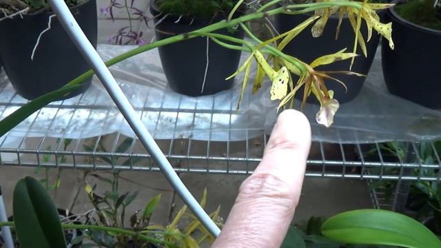 Beautiful orchid blooms! Update for October 2023! :D смотреть онлайн