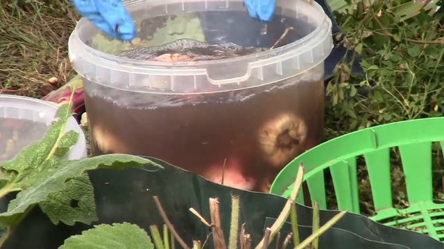 Уборка и хранение гладиолусов смотреть онлайн