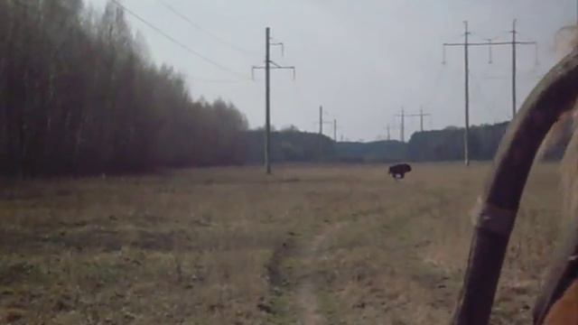 встреча с зубрами в лесу смотреть онлайн