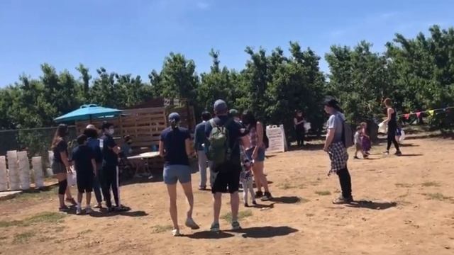 Cherry Picking with Little Dino | Brentwood California смотреть онлайн