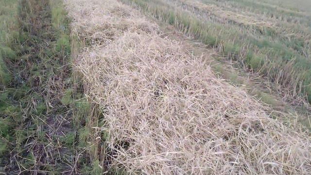 Уборка ржи.Вектор.Прессование соломы. смотреть онлайн