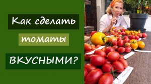 Как сделать томаты вкусными?