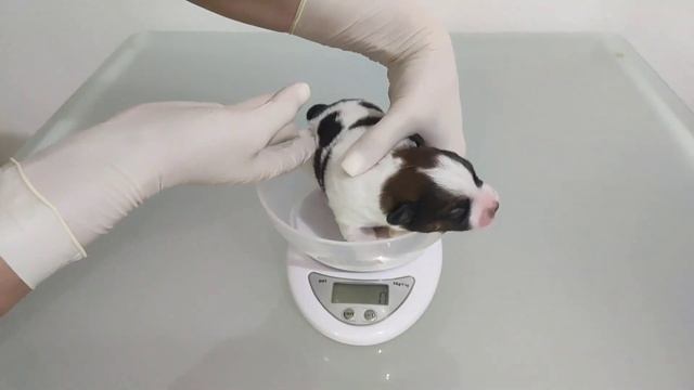 Щенки Джек Рассел терьера д.р. 1.11.2023 смотреть онлайн