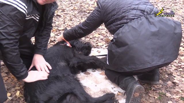 Гектор и Тильда выдержка с резинкой смотреть онлайн