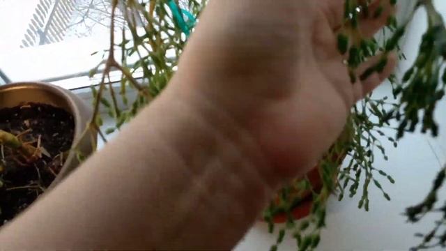 Хатиора.Спасение Хатиоры.