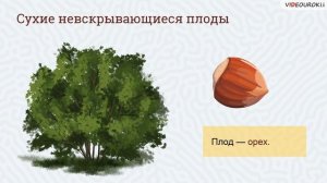 Учителю биологии. Видеоурок «Плоды и семена»