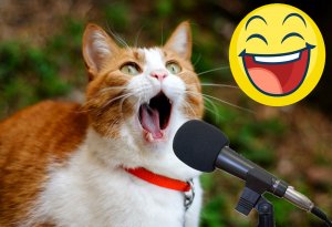 Очень смешно! Funny Animal Videos. Попробуй не засмеяться !)
